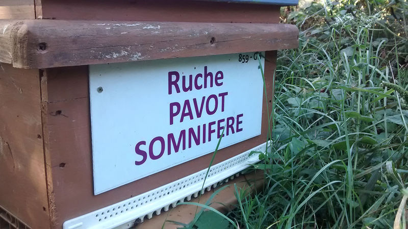 La ruche Pavot somnifère