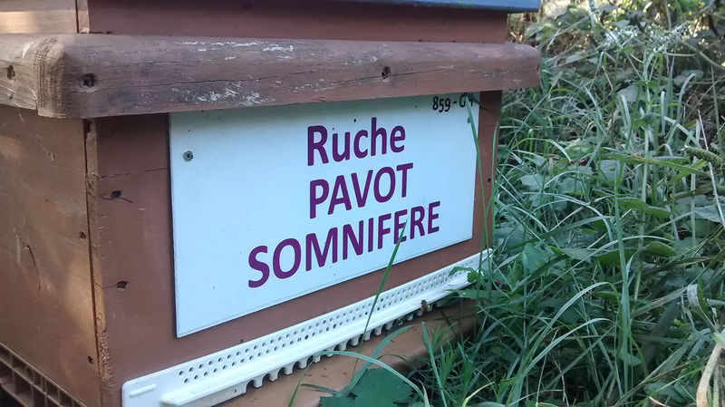 La ruche Pavot somnifère