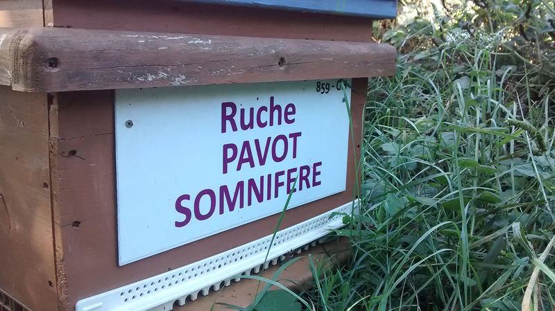 La ruche Pavot somnifère