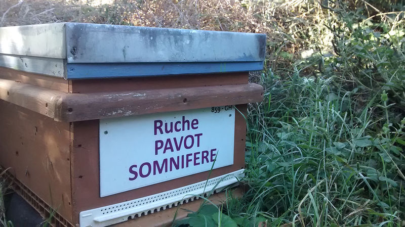 La ruche Pavot somnifère