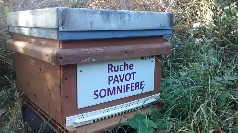 La ruche Pavot somnifère