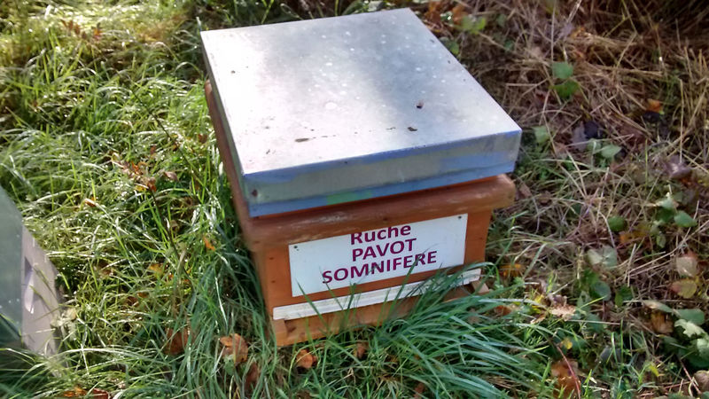 La ruche Pavot somnifère