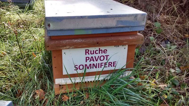 La ruche Pavot somnifère