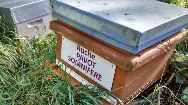 La ruche Pavot somnifère