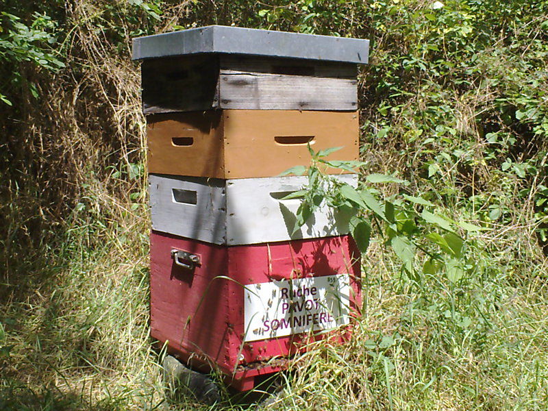 La ruche Pavot somnifère