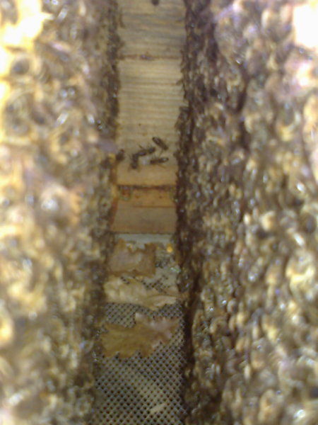 La ruche Pavot somnifère