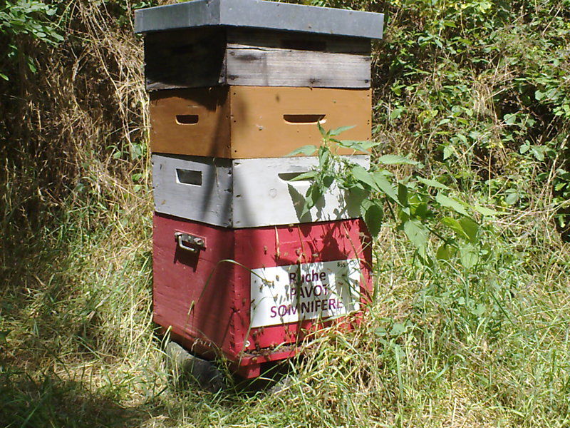 La ruche Pavot somnifère