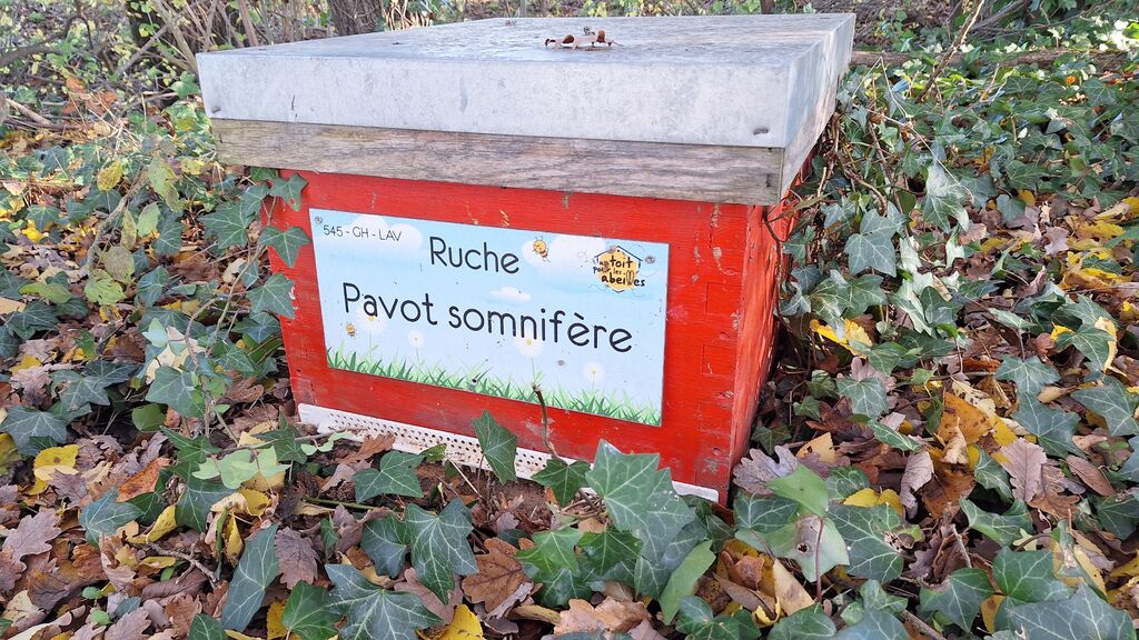 La ruche Pavot somnifère