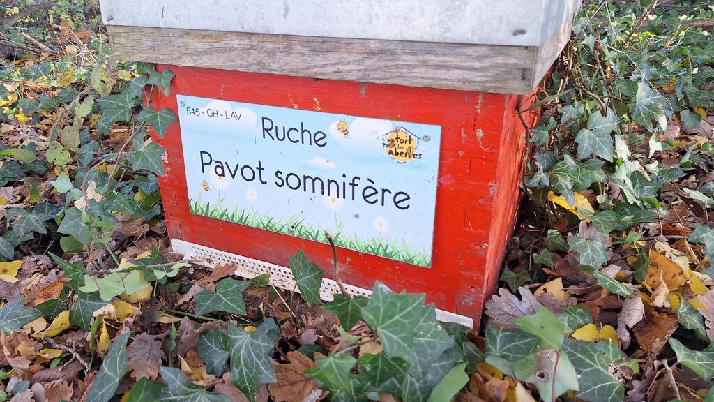 La ruche Pavot somnifère
