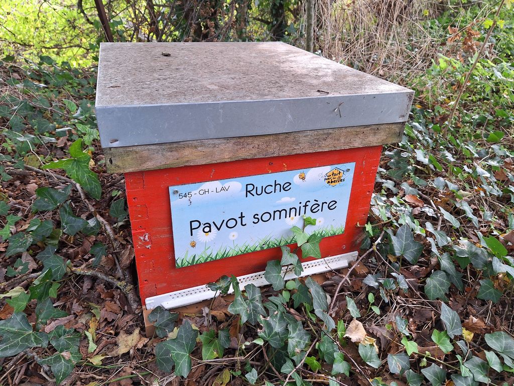 La ruche Pavot somnifère