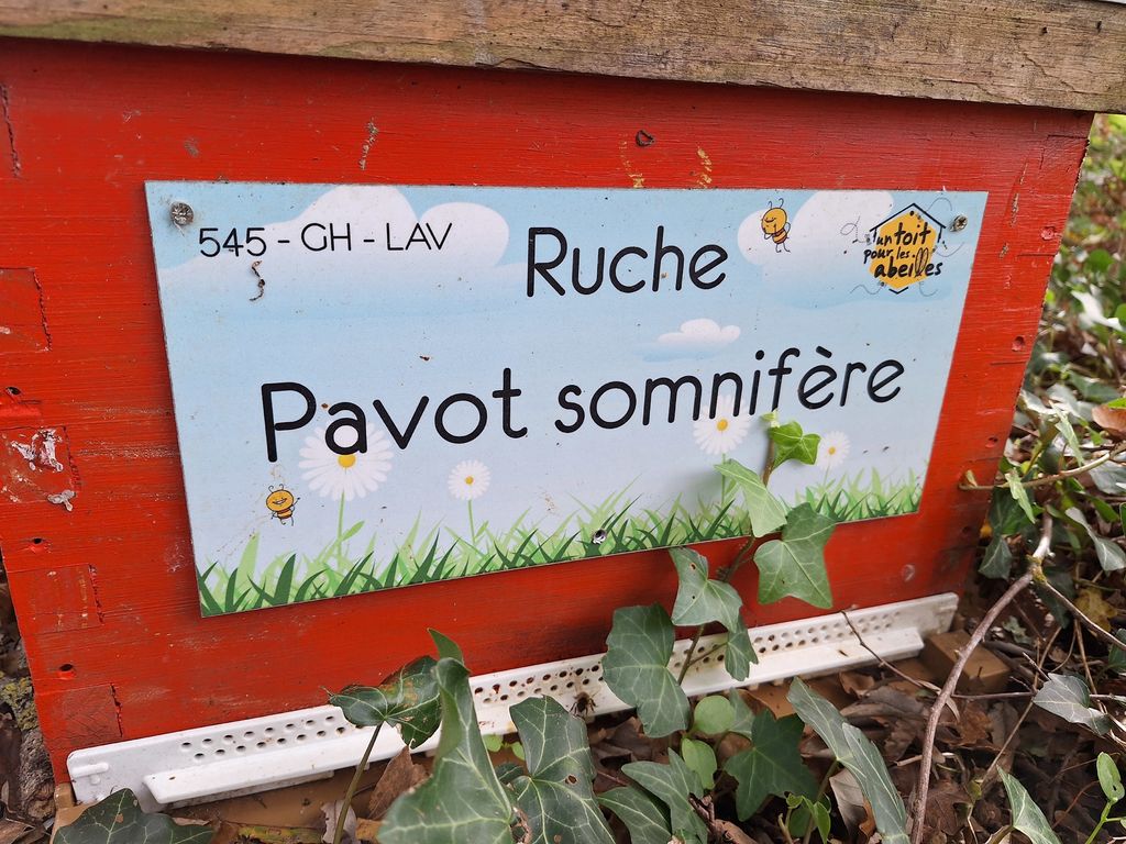 La ruche Pavot somnifère