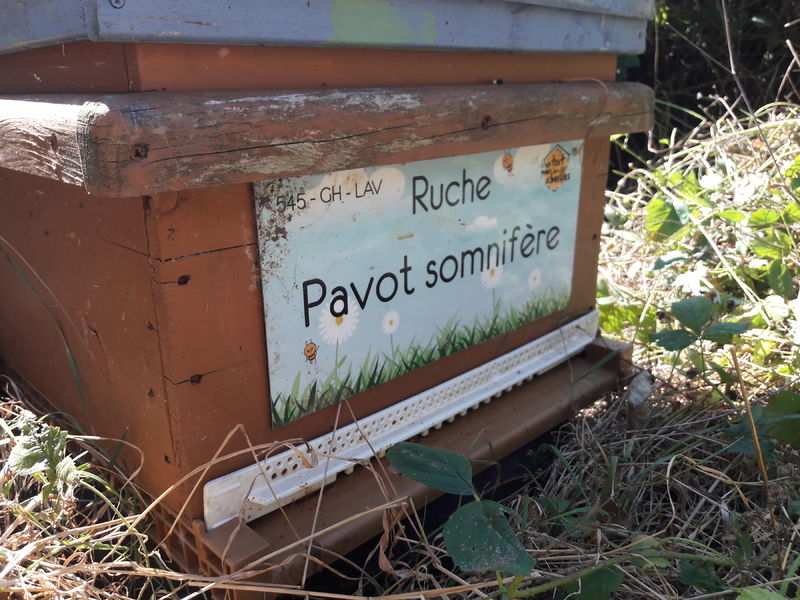 La ruche Pavot somnifère