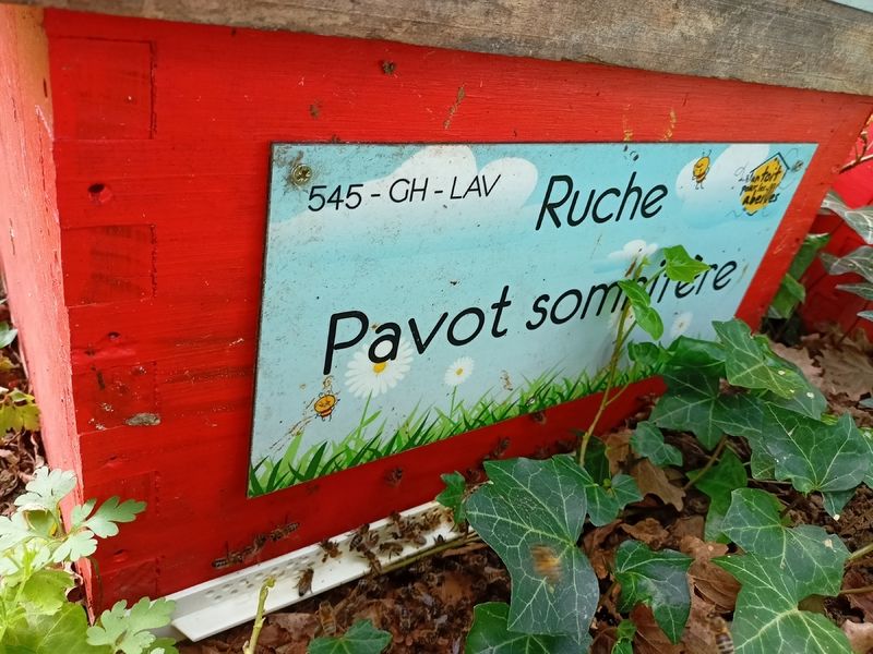 La ruche Pavot somnifère