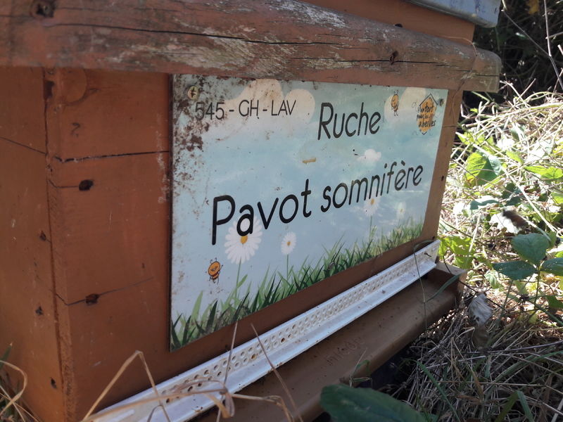 La ruche Pavot somnifère