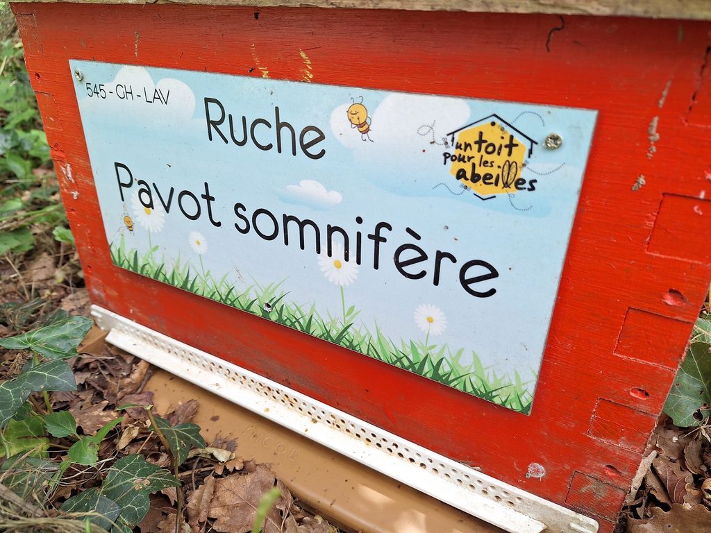 La ruche Pavot somnifère