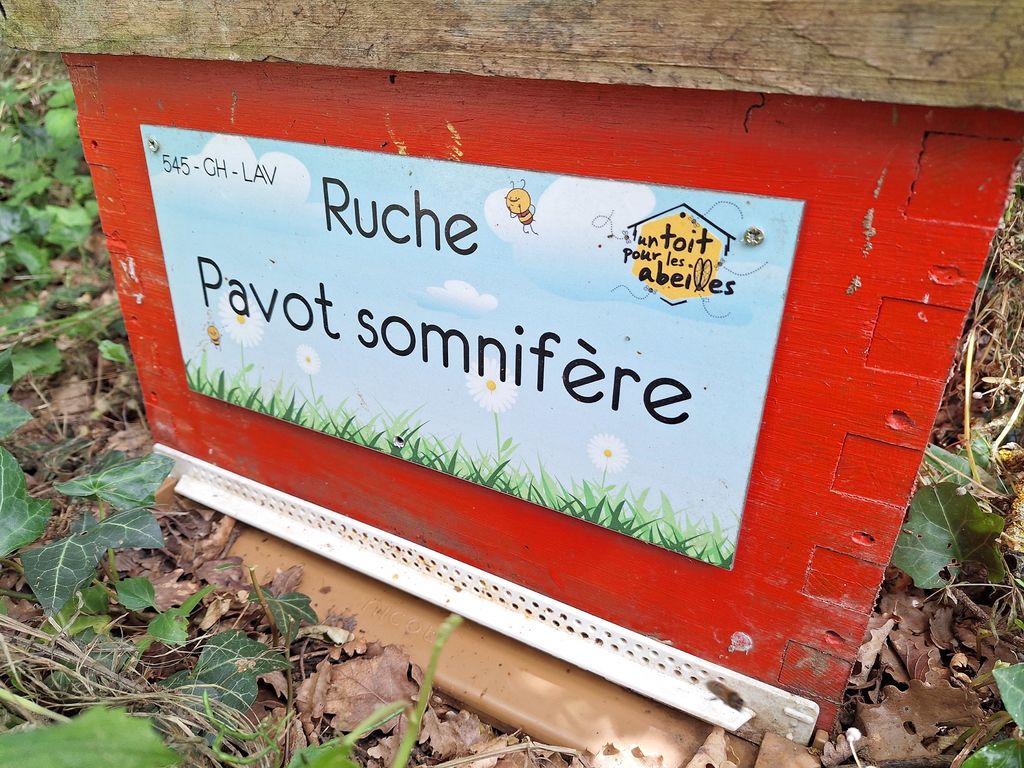 La ruche Pavot somnifère