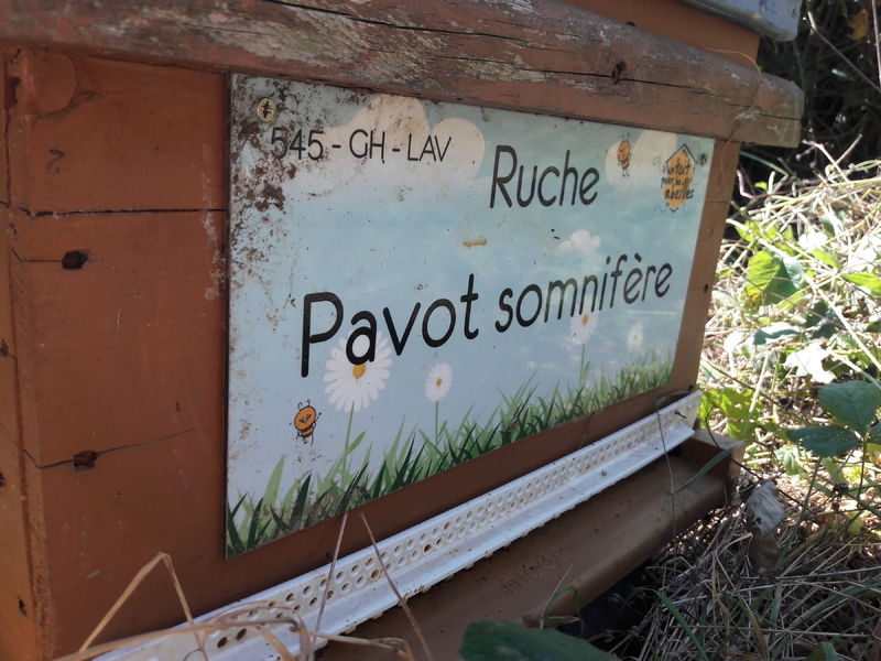 La ruche Pavot somnifère