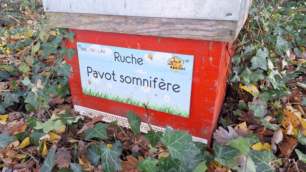 La ruche Pavot somnifère