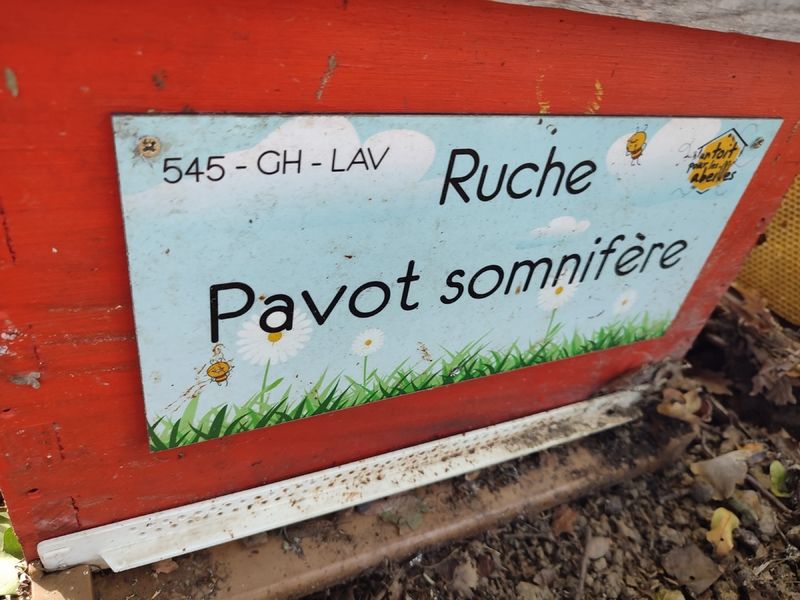 La ruche Pavot somnifère