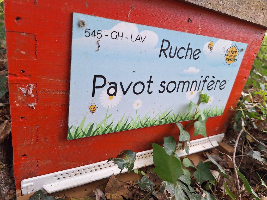 La ruche Pavot somnifère
