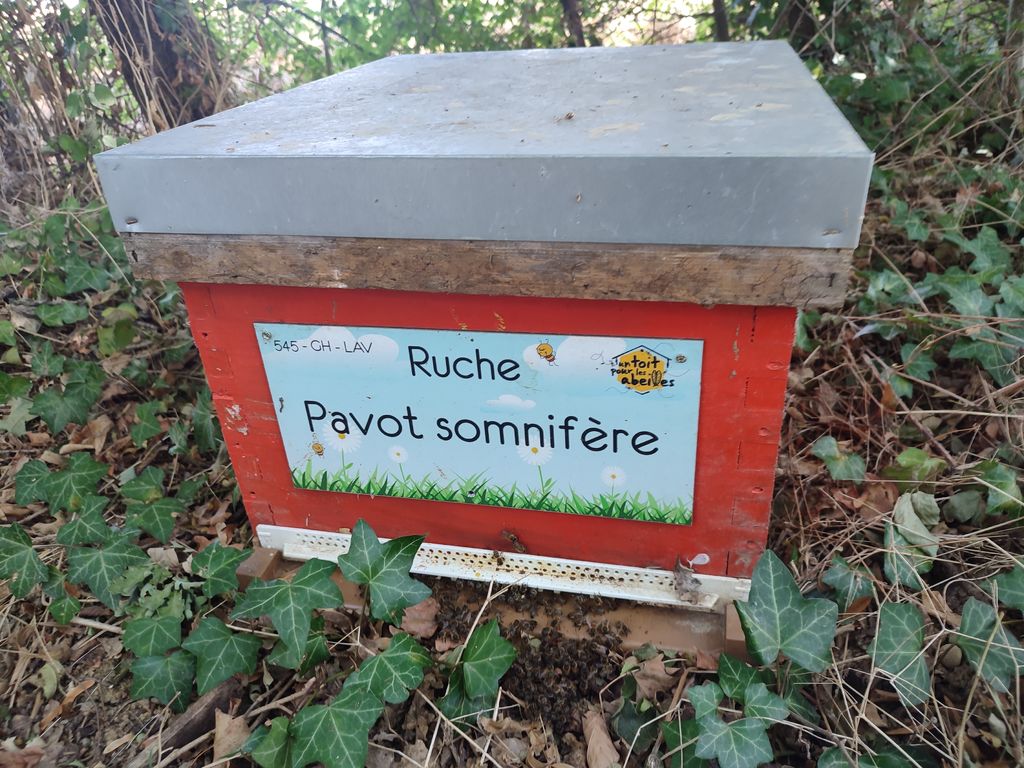 La ruche Pavot somnifère