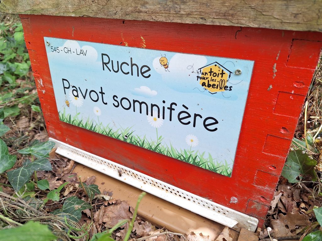 La ruche Pavot somnifère