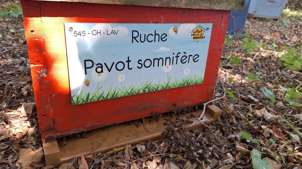 La ruche Pavot somnifère