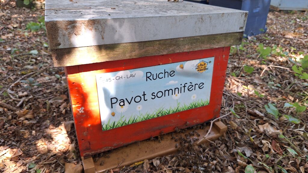La ruche Pavot somnifère