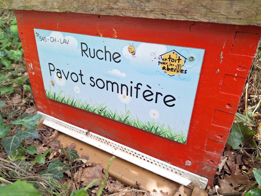 La ruche Pavot somnifère