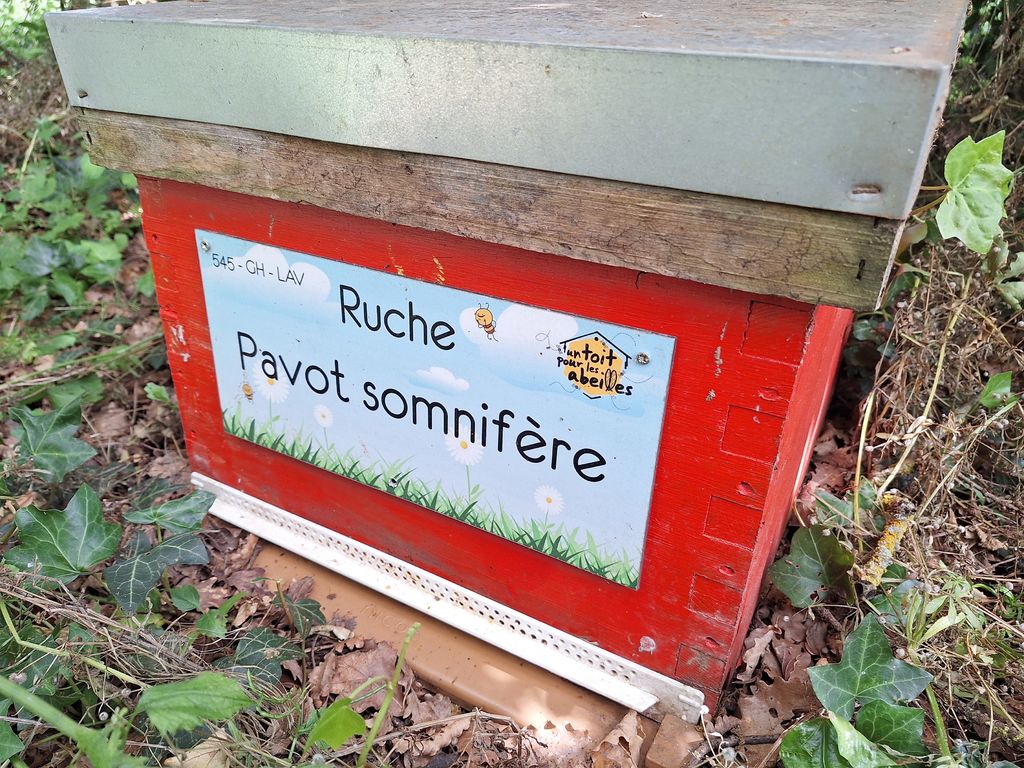 La ruche Pavot somnifère