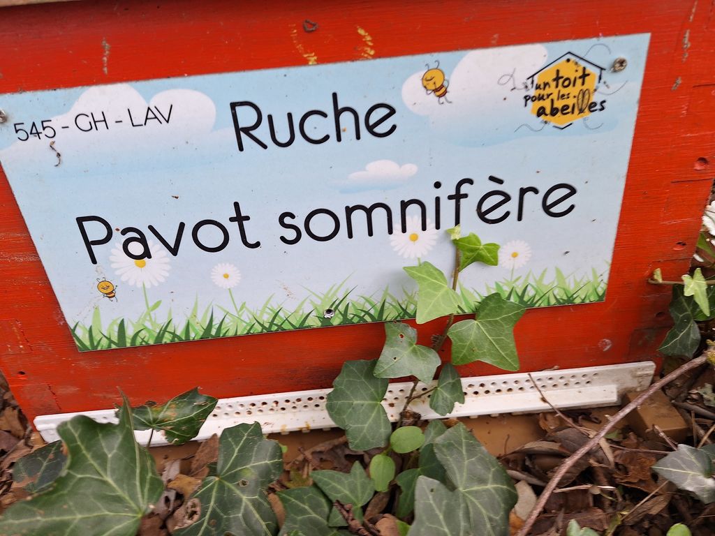 La ruche Pavot somnifère