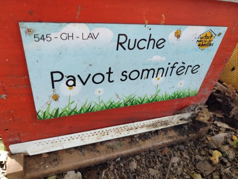 La ruche Pavot somnifère