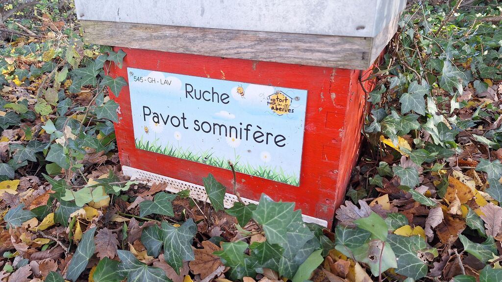 La ruche Pavot somnifère