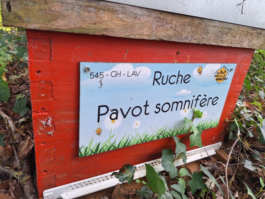 La ruche Pavot somnifère