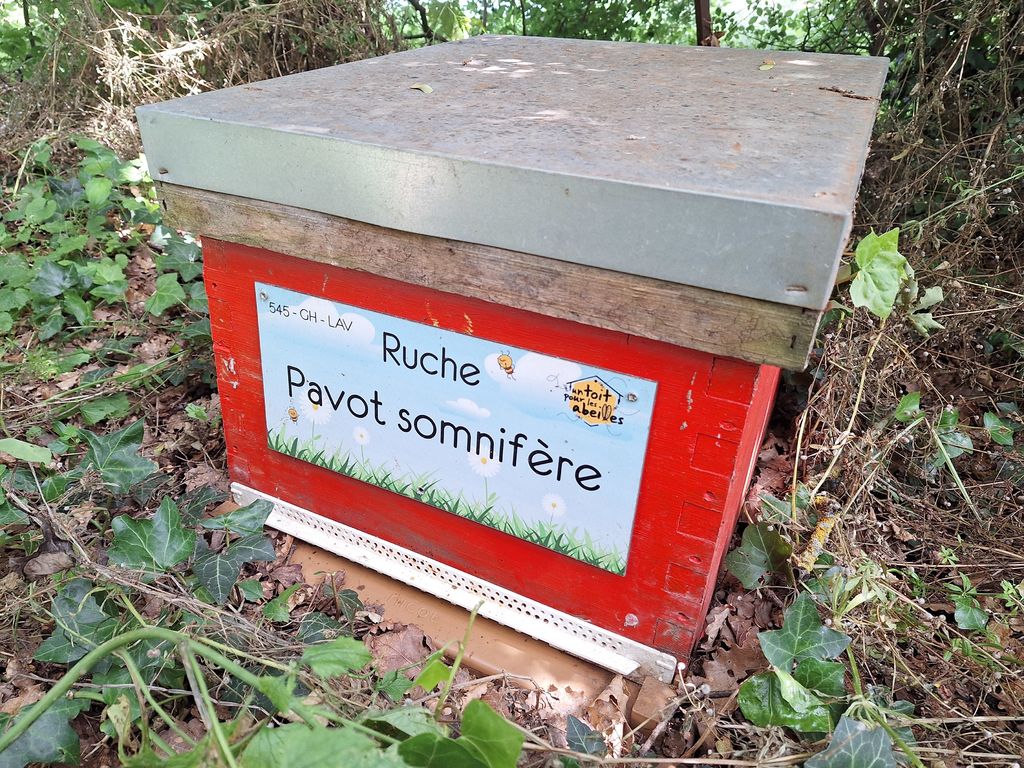La ruche Pavot somnifère