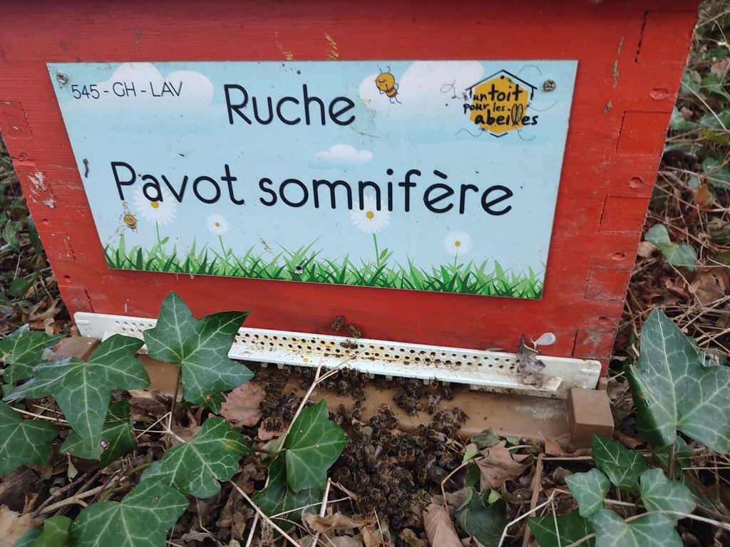 La ruche Pavot somnifère