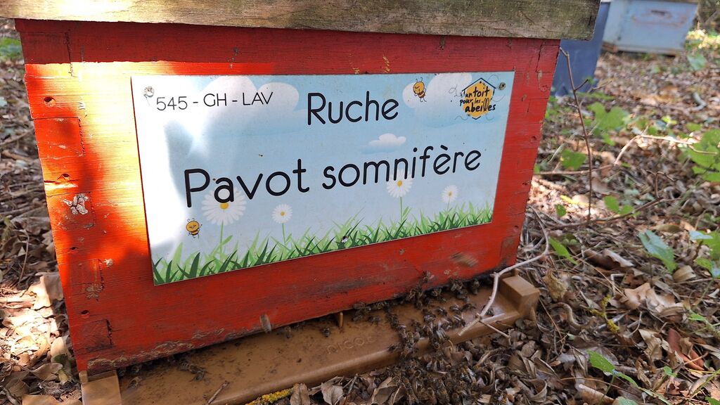 La ruche Pavot somnifère