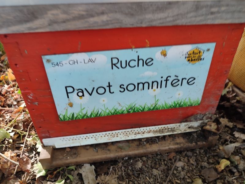 La ruche Pavot somnifère