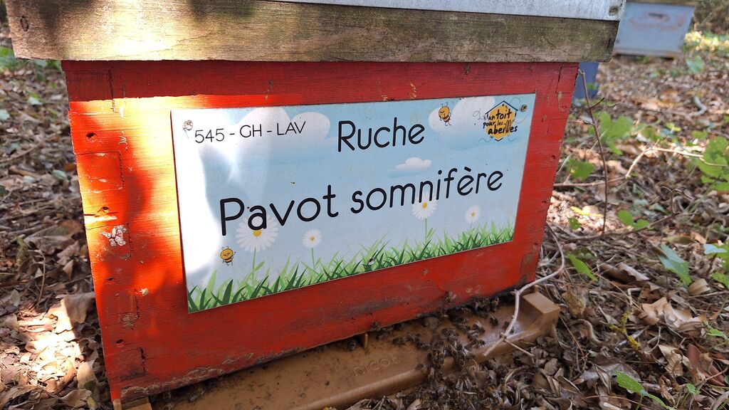 La ruche Pavot somnifère