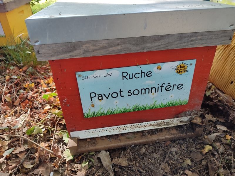 La ruche Pavot somnifère