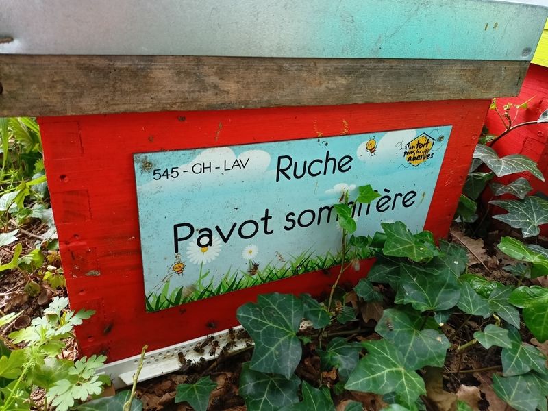 La ruche Pavot somnifère