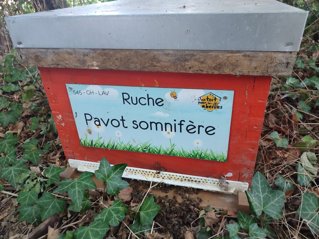 La ruche Pavot somnifère