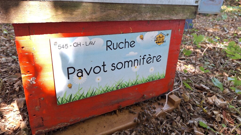 La ruche Pavot somnifère