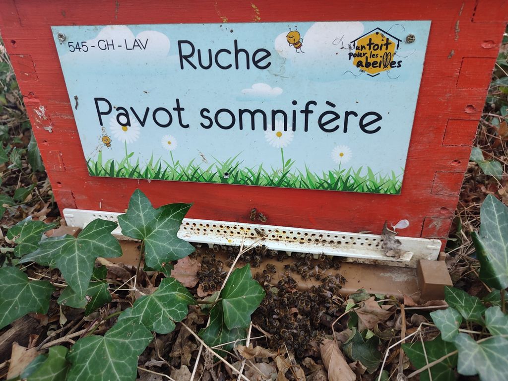 La ruche Pavot somnifère