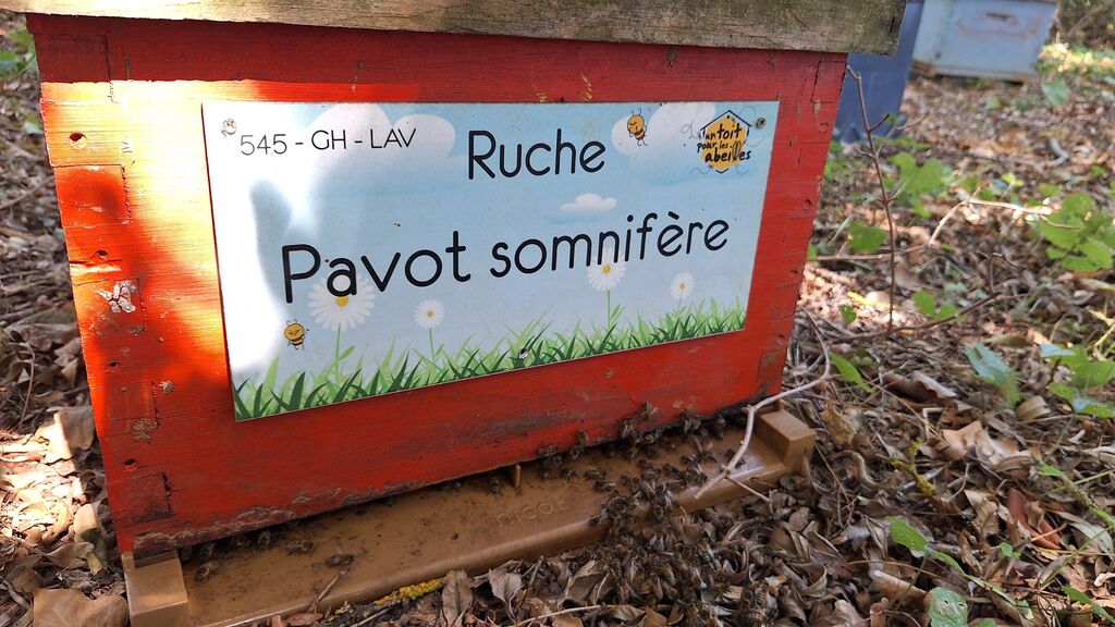 La ruche Pavot somnifère