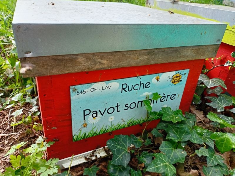 La ruche Pavot somnifère