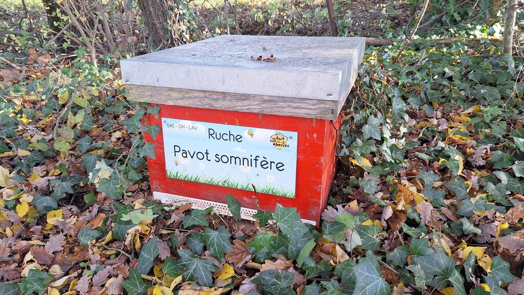 La ruche Pavot somnifère