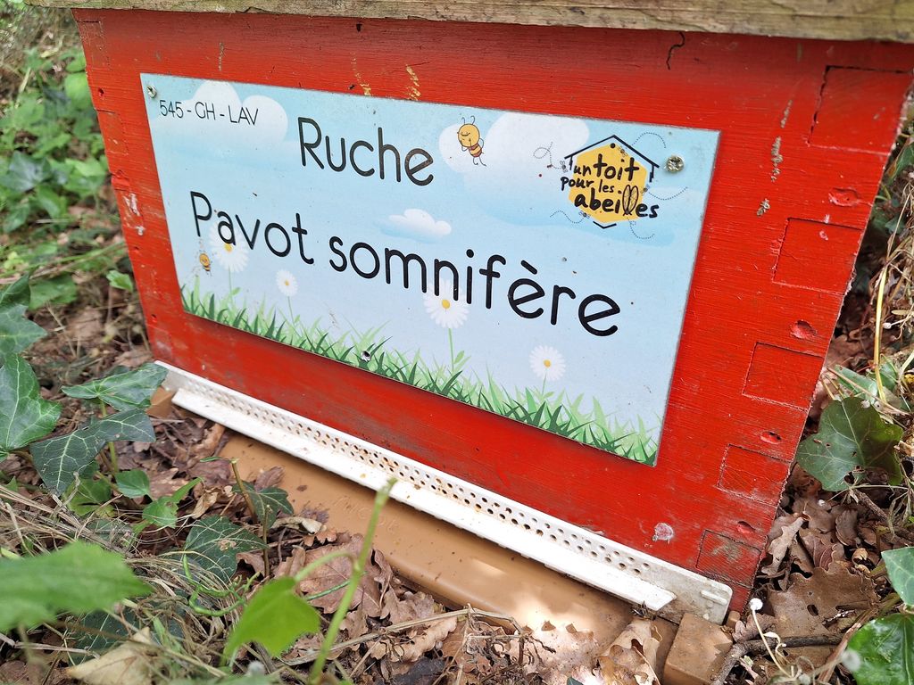 La ruche Pavot somnifère