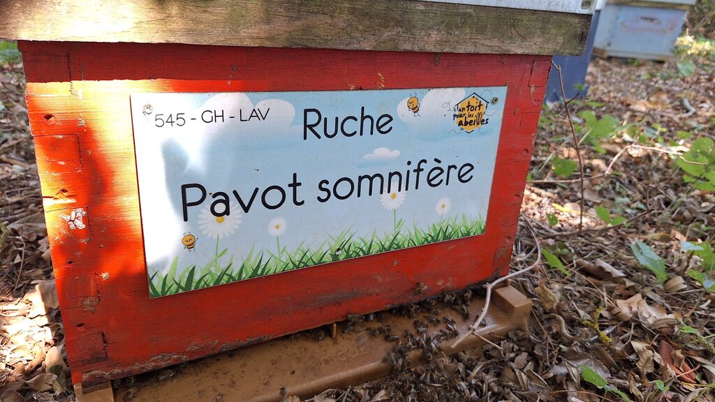 La ruche Pavot somnifère