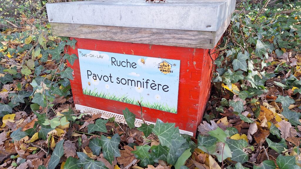 La ruche Pavot somnifère
